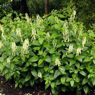Fuchsia du cap jaune