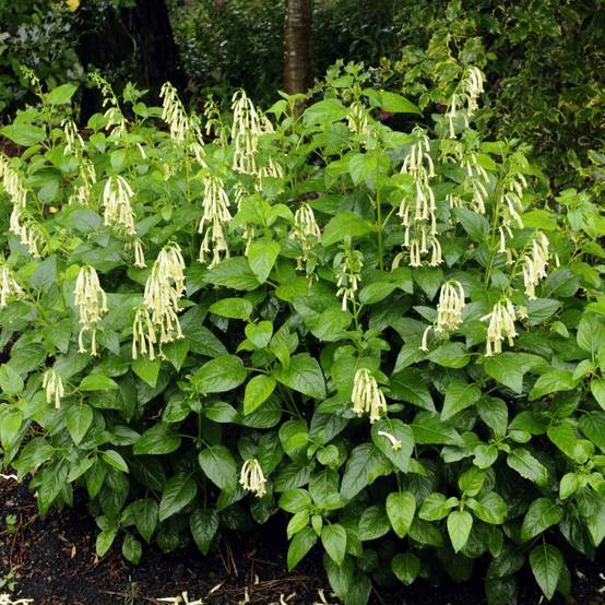 Fuchsia du cap jaune