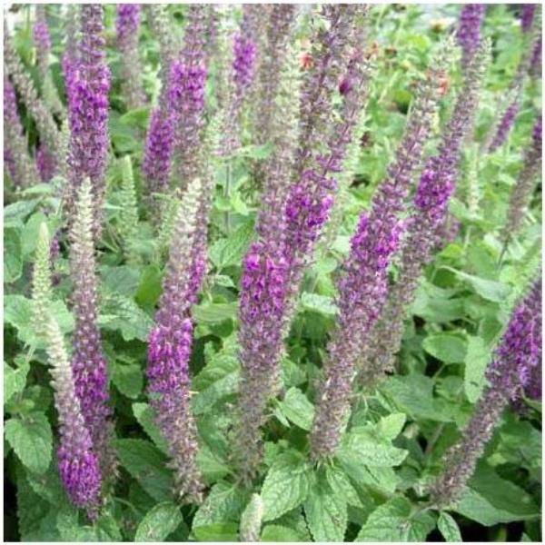 TEUCRIUM hircaninum 'Paradise Delight' en pot de 2 litres
