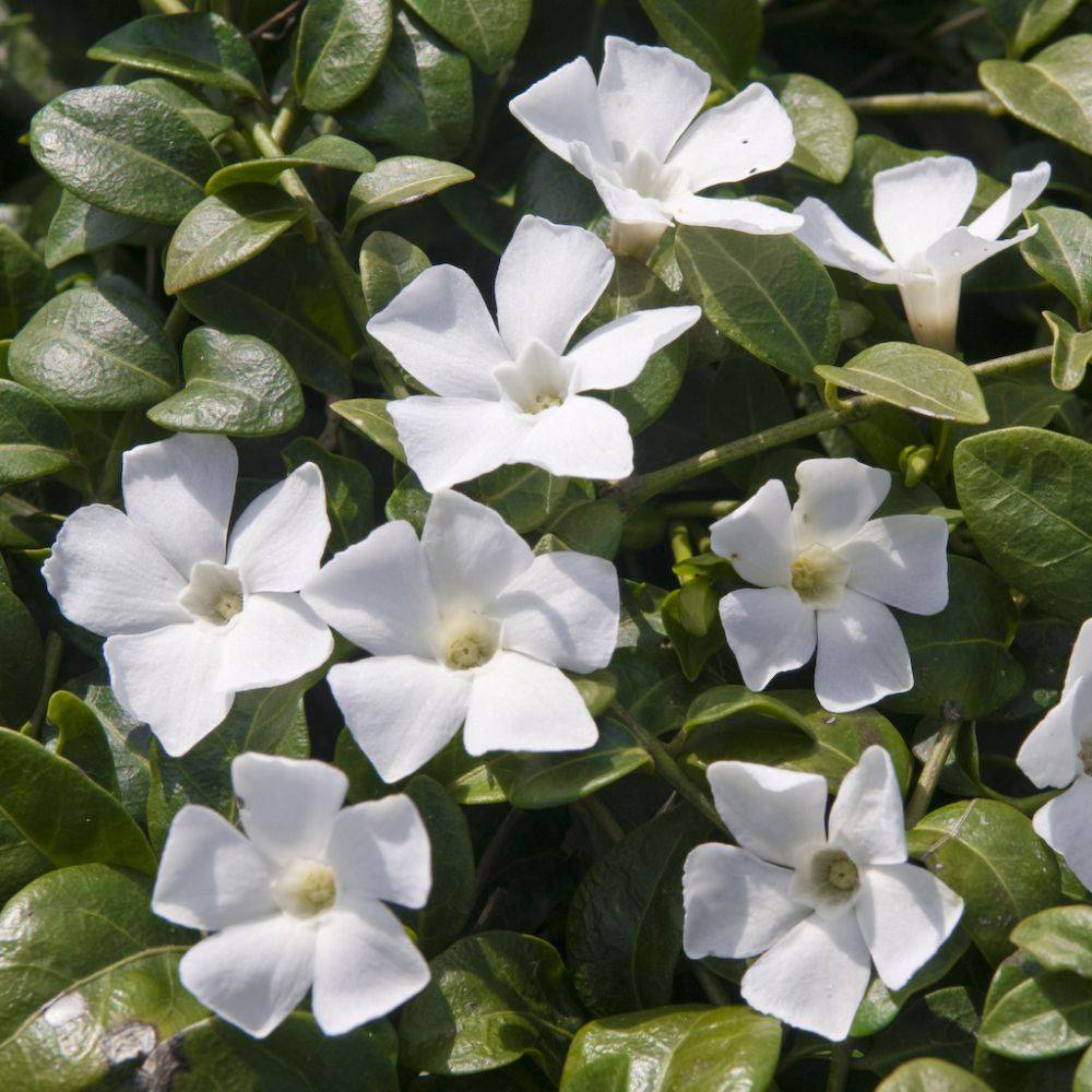 Petite pervenche blanche