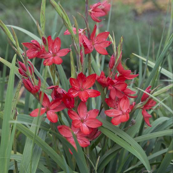 Schizostylis coccinea rubra lot de 3