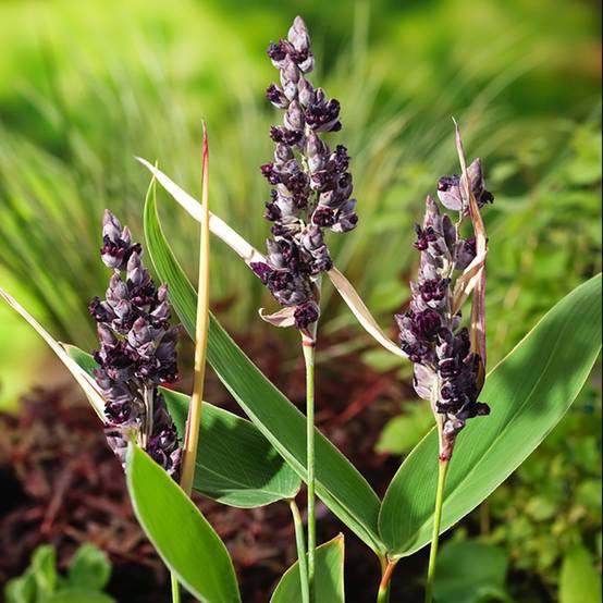 Plante aquatique Thalia dealbata