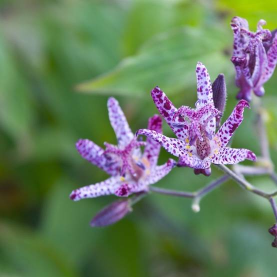 Tricyrtis hirta