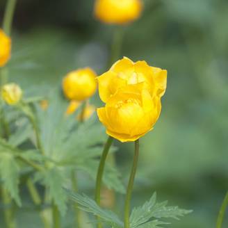 Trollius chinensis - Trolle de Chine