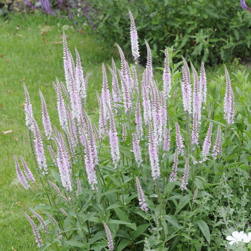 Veronica spicata erika