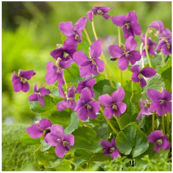 Violette odorante rose - Image 2