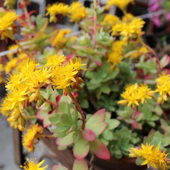 Orpin de Palmer - Sedum palmeri lot de 3 - Image 3
