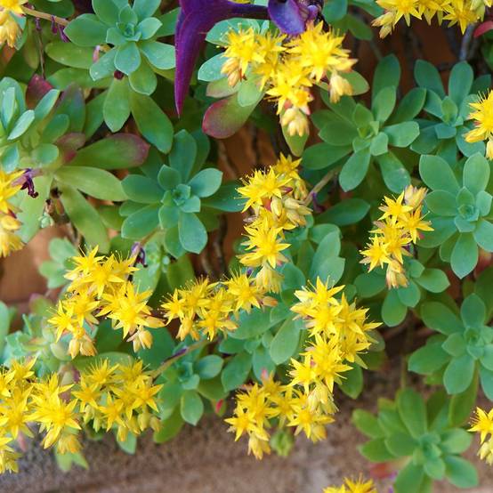 Orpin de Palmer - Sedum palmeri lot de 3 - Image 1