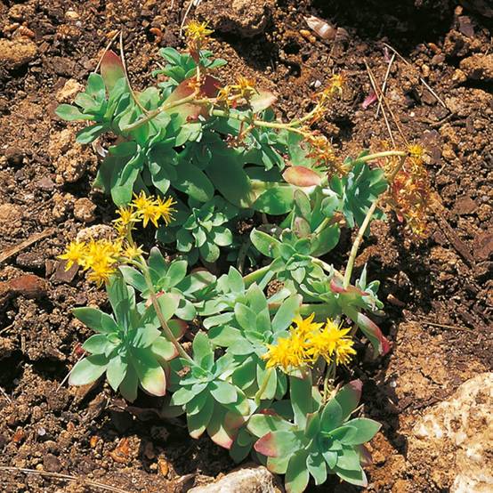 Orpin de Palmer - Sedum palmeri lot de 3 - Image 2