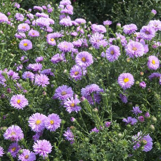 Aster d'automne 'Patricia Ballard' - Aster Novi-Belgii lot de 3