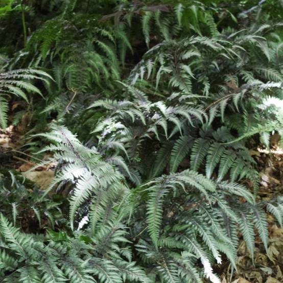 Fougère argentée - Athyrium niponicum metallicum - Image 3