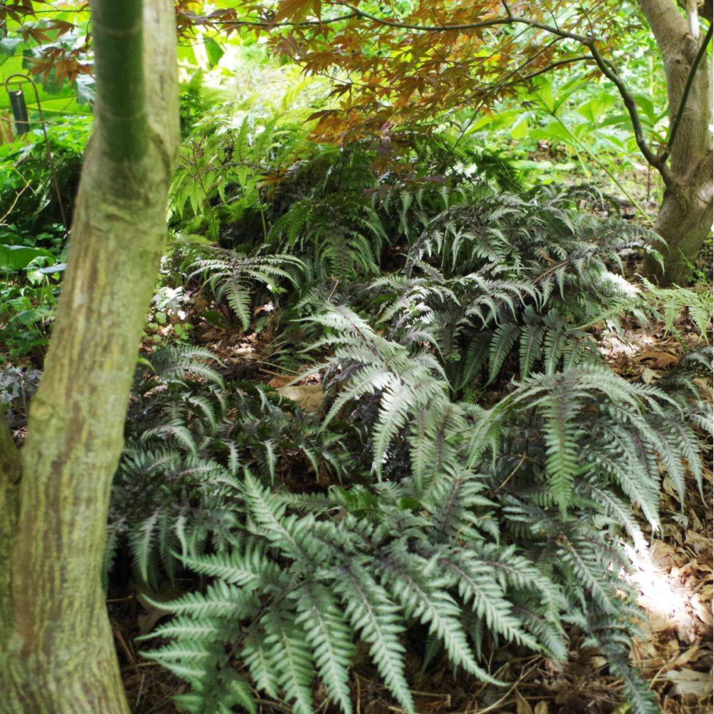 Fougère argentée - Athyrium niponicum metallicum - Image 2