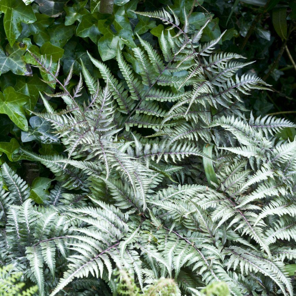 Fougère argentée - Athyrium niponicum metallicum