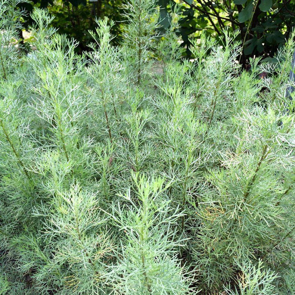 Plante cola - Image 2