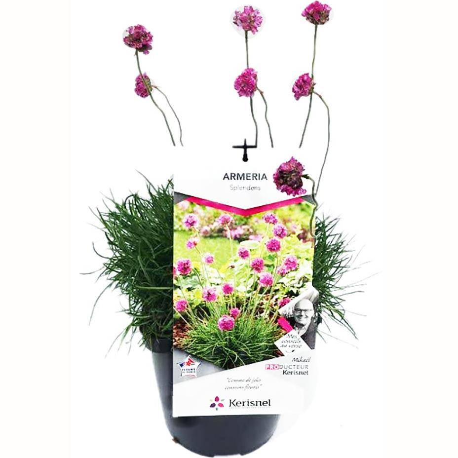 Gazon d'Espagne rose
