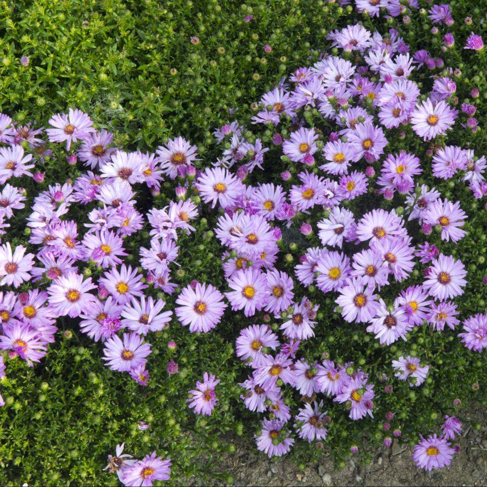 Aster nain d'automne rose 'Marjorie' - Image 2