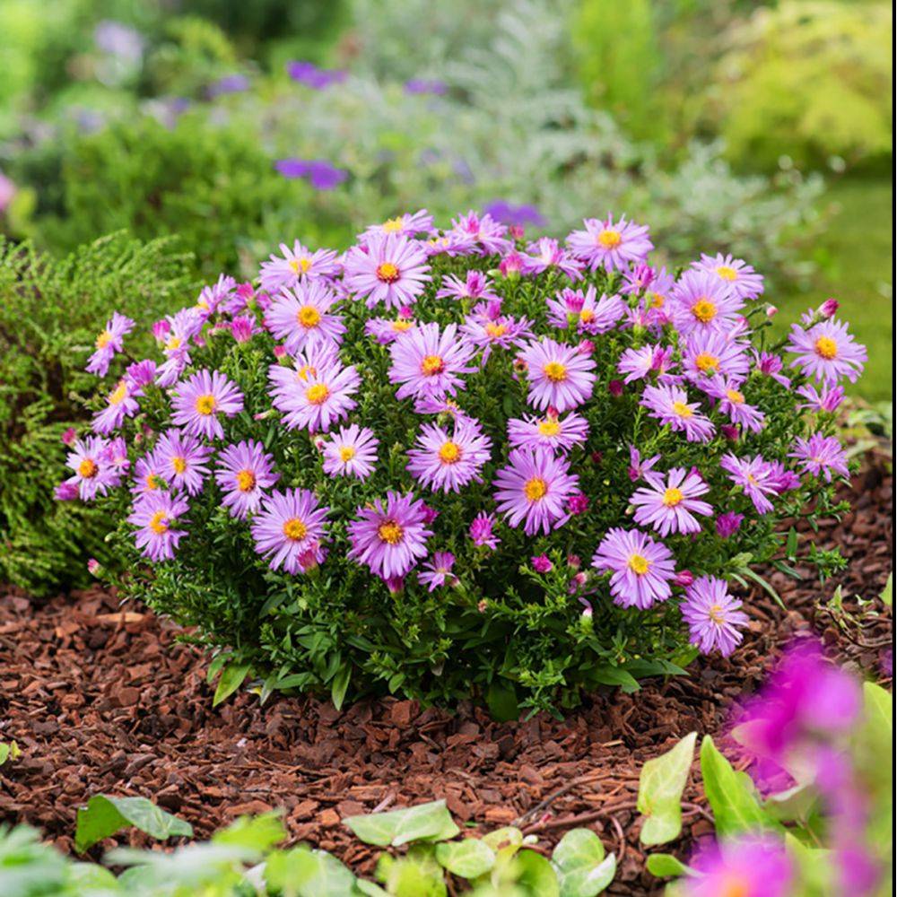Aster nain d'automne rose 'Marjorie' - Image 3