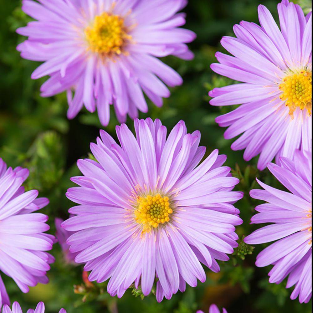 Aster nain d'automne rose 'Marjorie' - Image 1