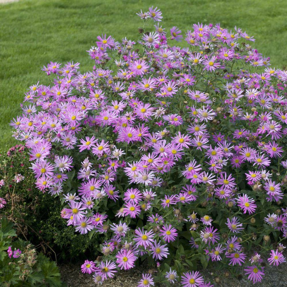 Aster nain de printemps 'Pink Zenith'