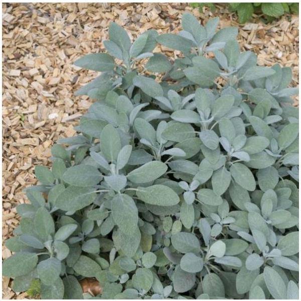 Sauge officinale