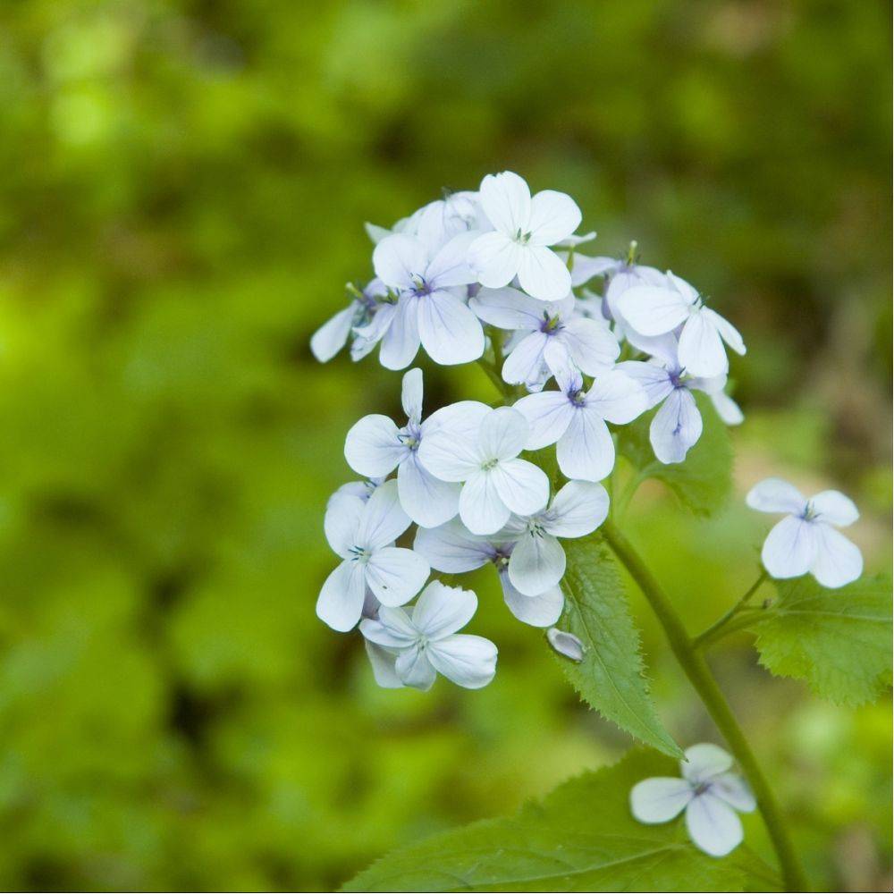 Monnaie du pape blanche - Lunaria rediviva - Image 4