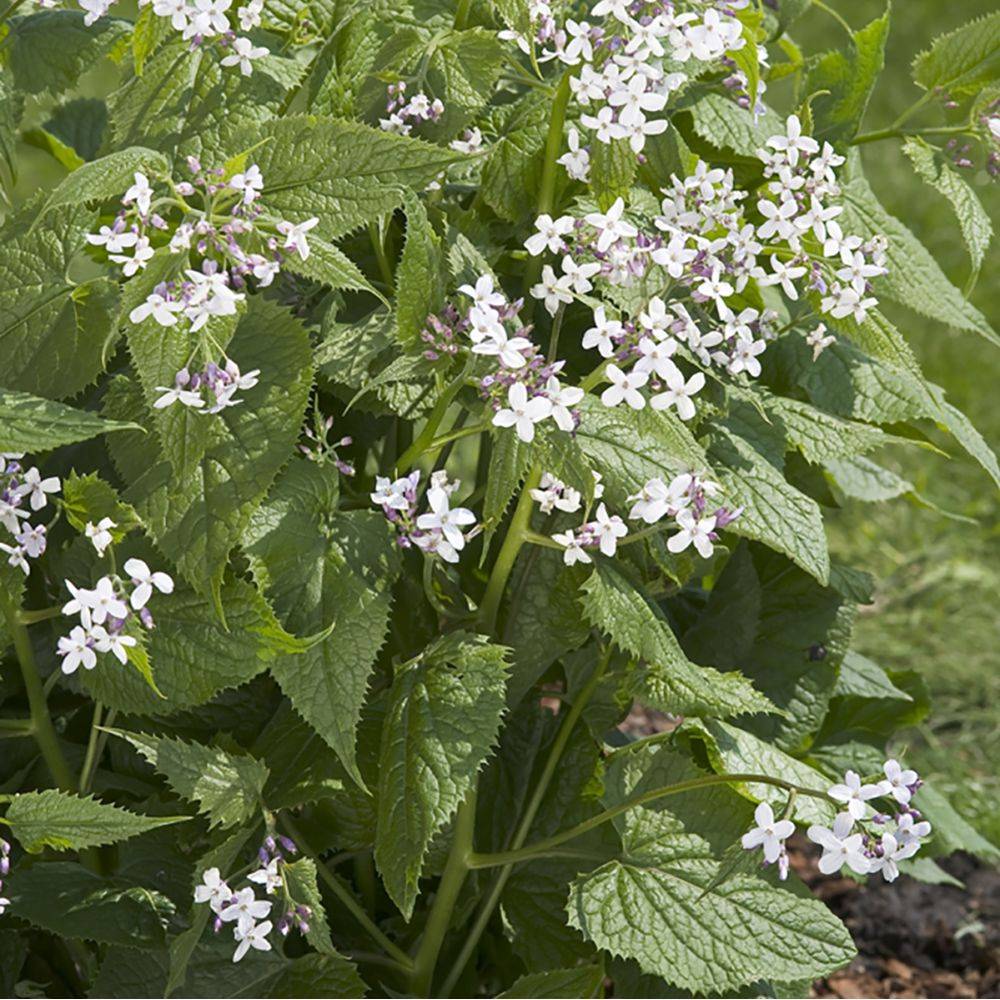 Monnaie du pape blanche - Lunaria rediviva - Image 3