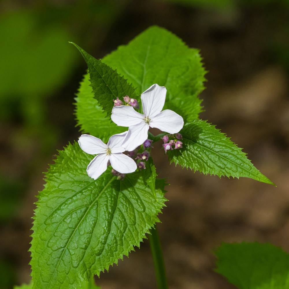 Monnaie du pape blanche - Lunaria rediviva - Image 1