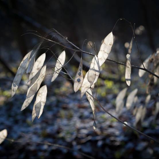 Monnaie du pape blanche - Lunaria rediviva - Image 5