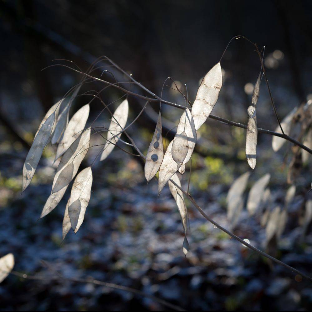 Monnaie du pape blanche - Lunaria rediviva - Image 5