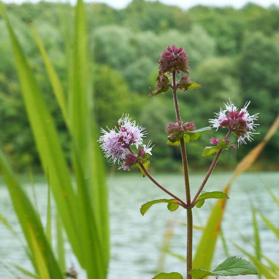 Plante aquatique Mentha aquatica - Menthe aquatique - Image 3