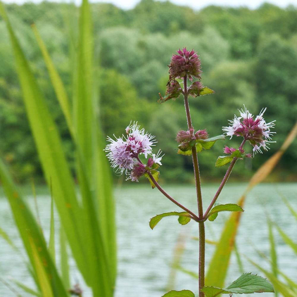 Plante aquatique Mentha aquatica - Menthe aquatique - Image 3