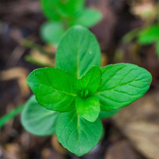 Plante aquatique Mentha aquatica - Menthe aquatique - Image 1