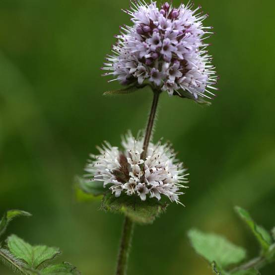 Plante aquatique Mentha aquatica - Menthe aquatique - Image 2