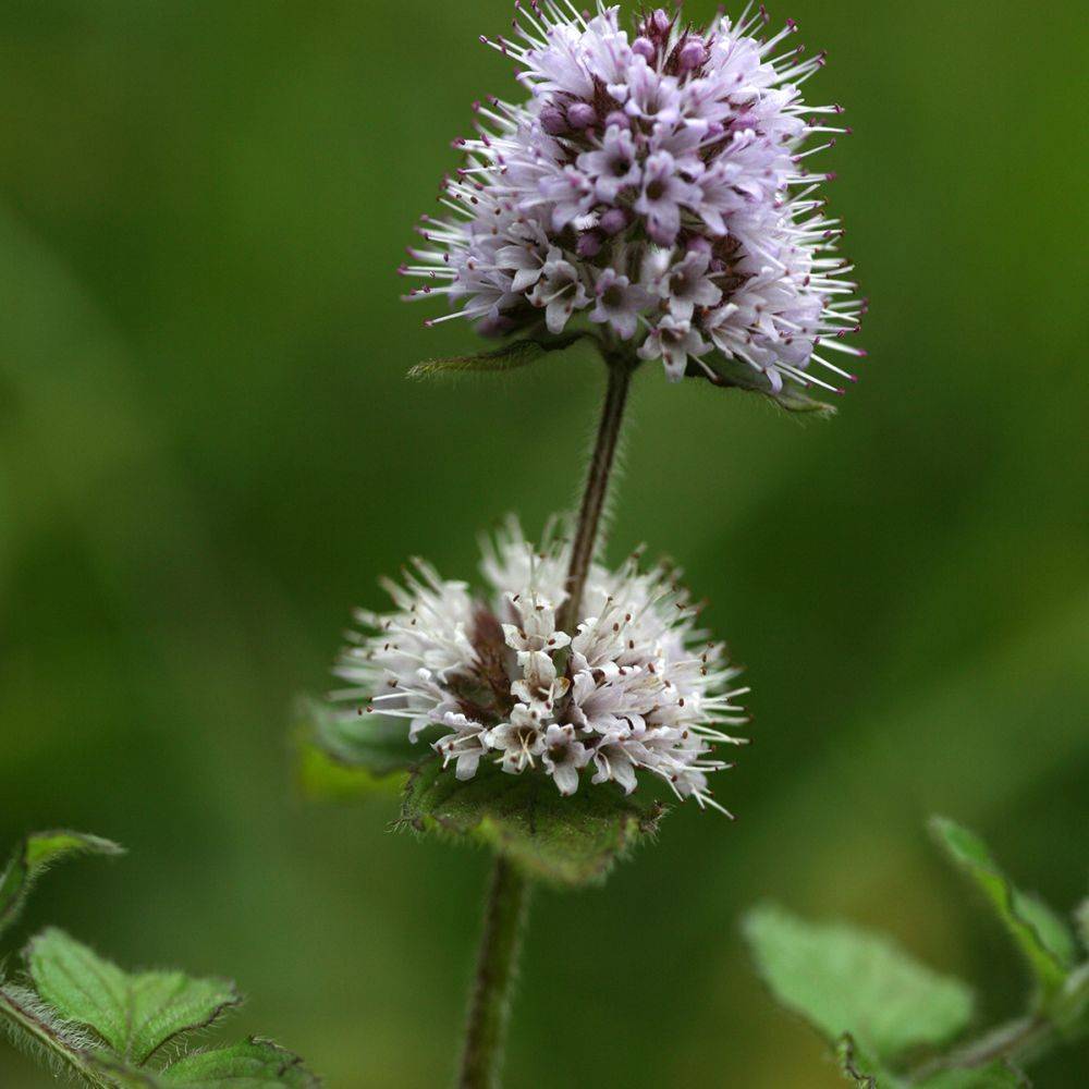 Plante aquatique Mentha aquatica - Menthe aquatique - Image 2