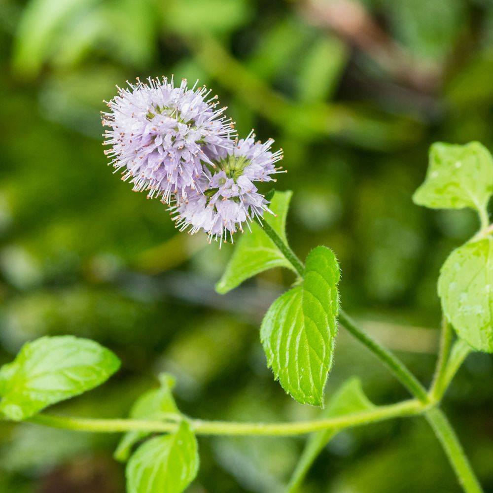 Plante aquatique Mentha aquatica - Menthe aquatique - Image 4