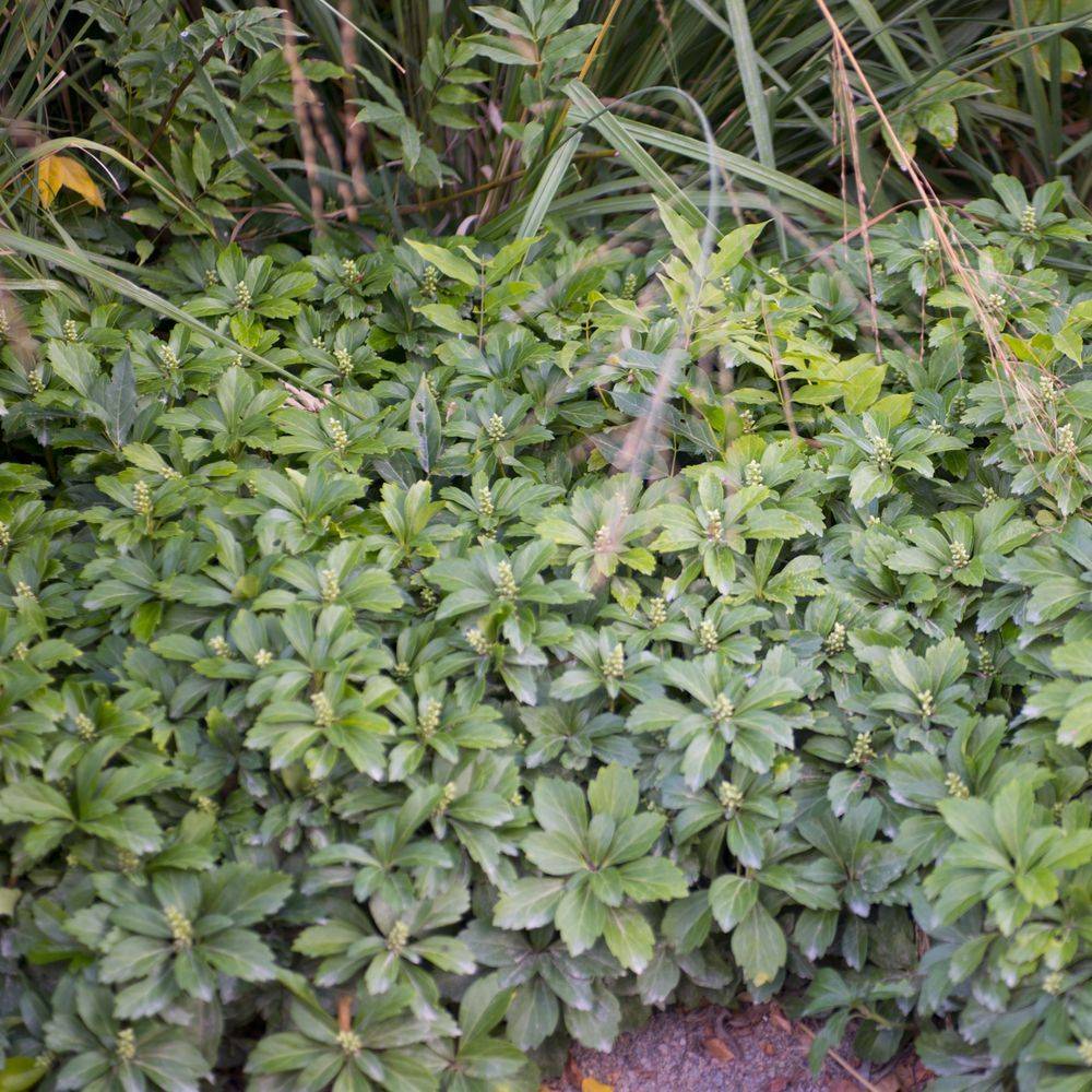 Pachysandra terminalis - Image 3