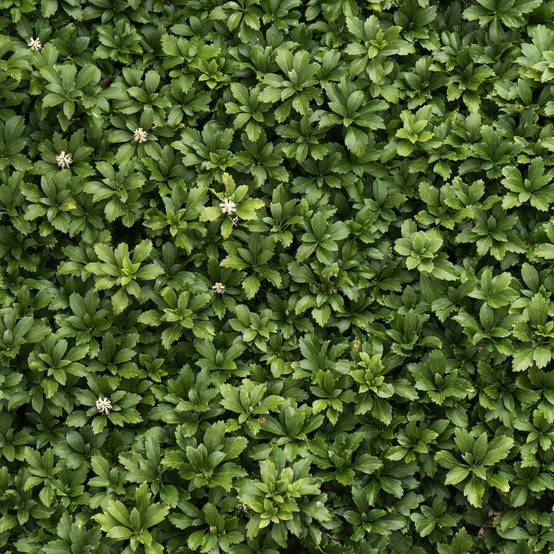 Pachysandra terminalis - Image 1