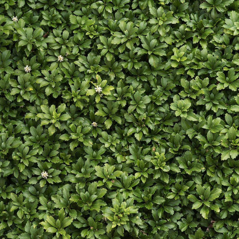 Pachysandra terminalis - Image 1