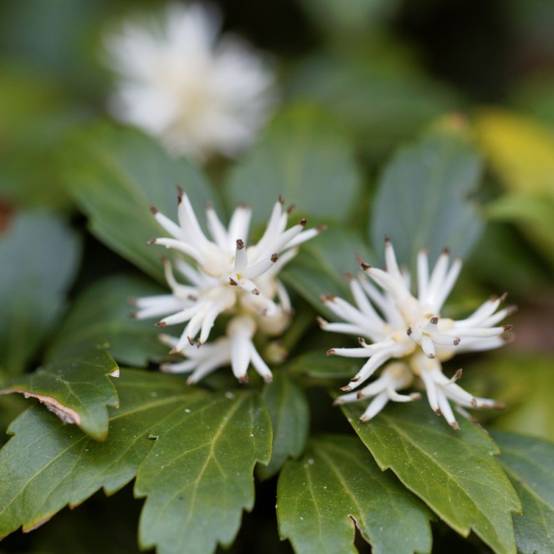Pachysandra terminalis - Image 2