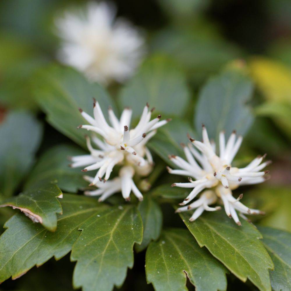 Pachysandra terminalis - Image 2