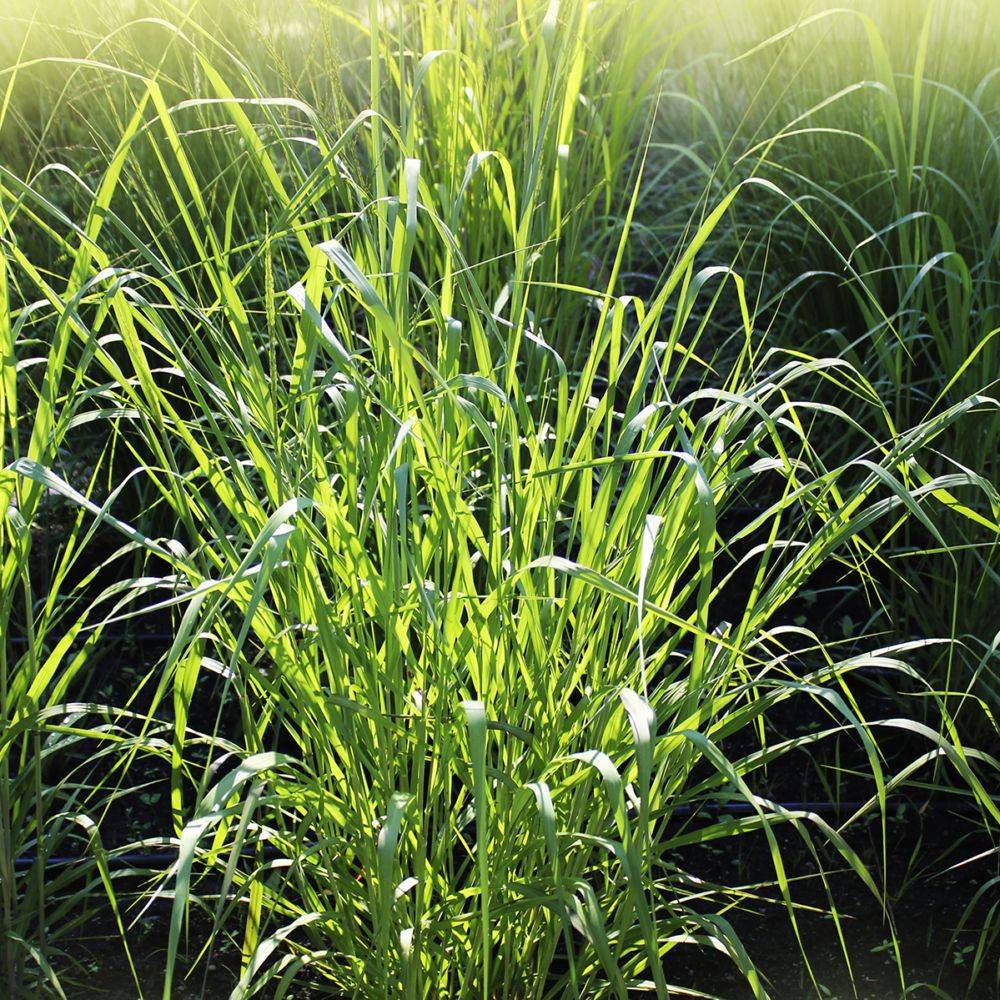 Panicum virgatum