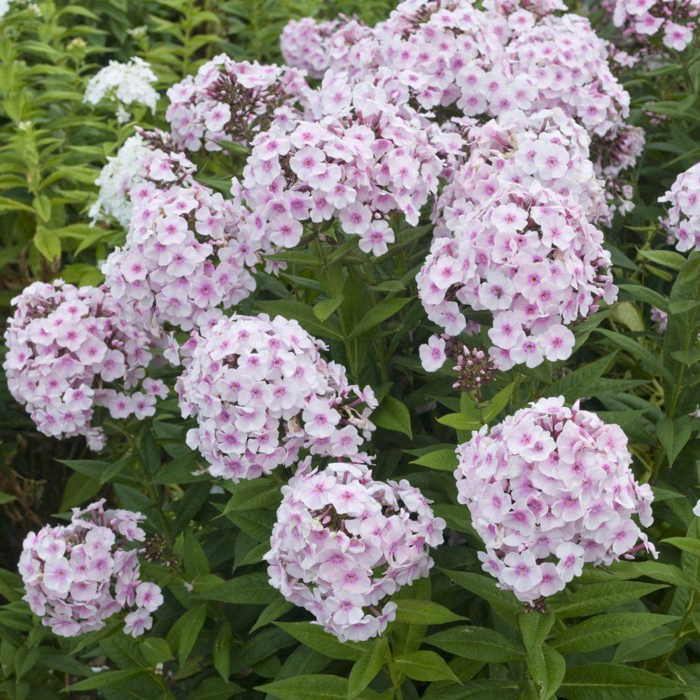 Phlox paniculata Graff Zepplin lot de 3