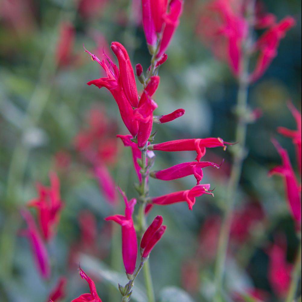 Sauge de buchanan - Salvia buchananii lot de 3