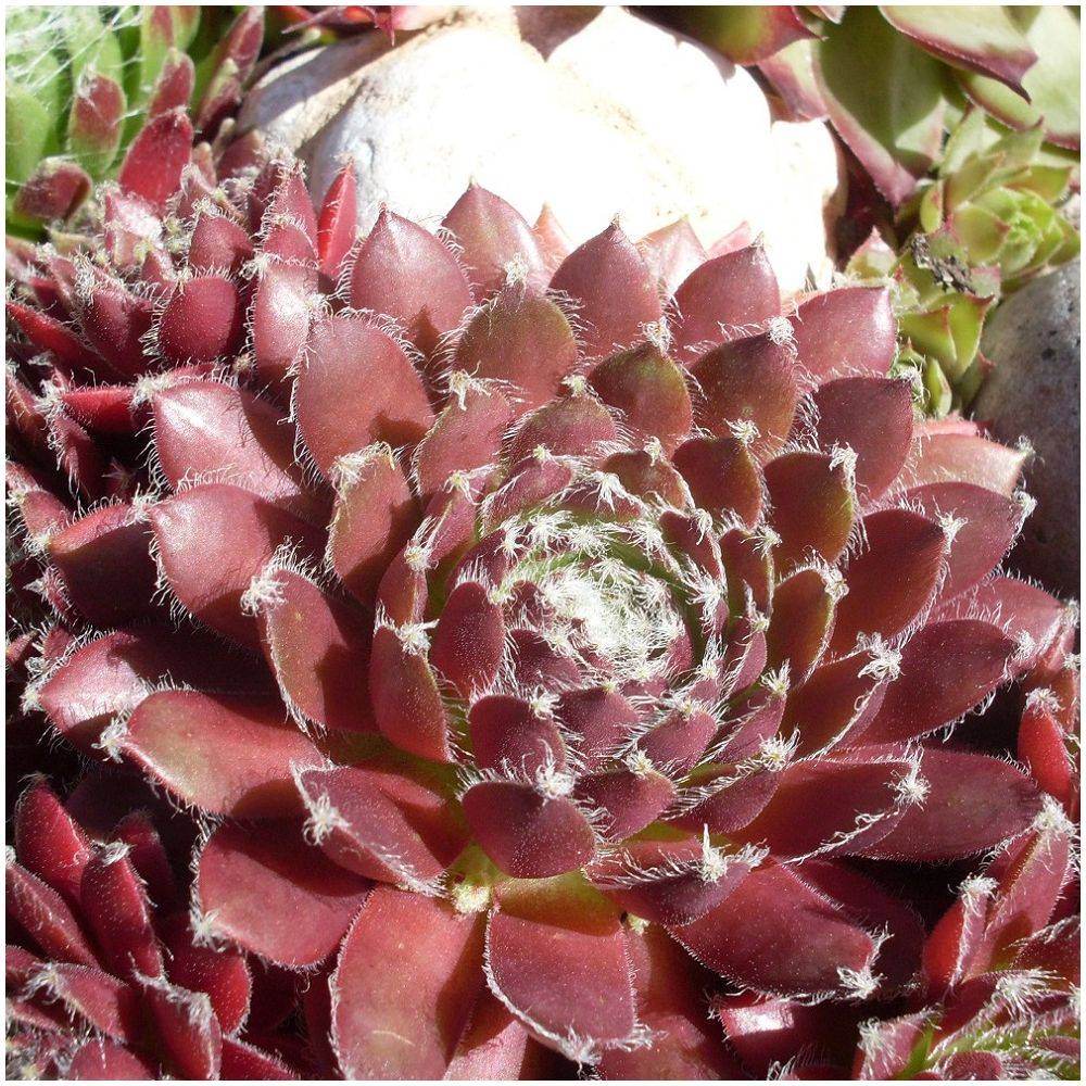 Joubarbe rouge Silberkarneol’