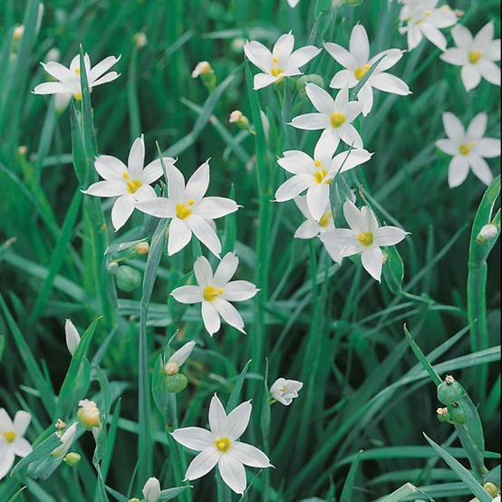 Sisyrinchium maculatum album