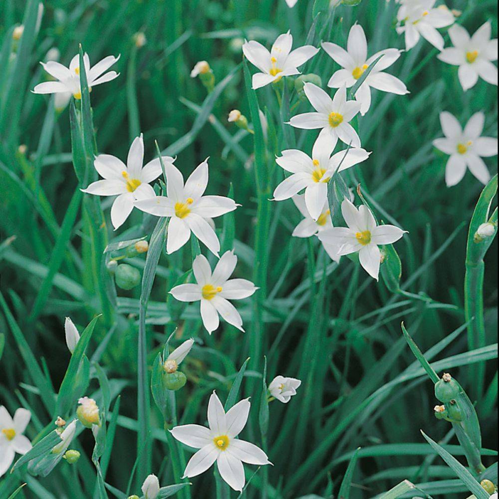 Sisyrinchium maculatum album