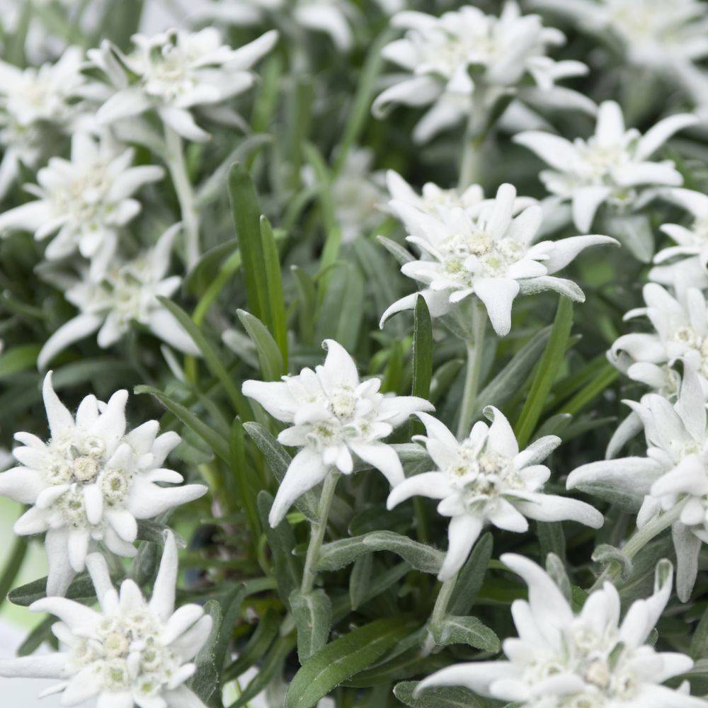 Leontopodium alpinum lot de 3 - Image 1