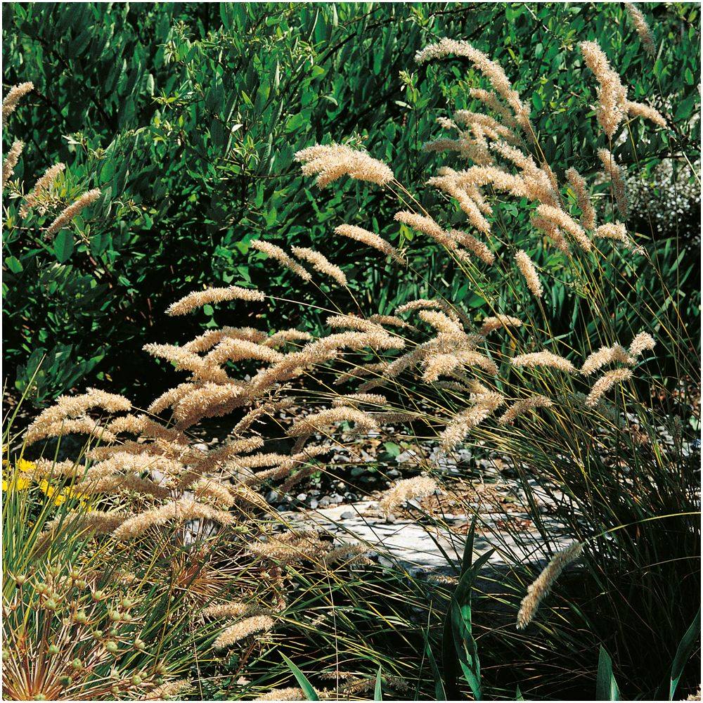 Melica ciliata - Image 2