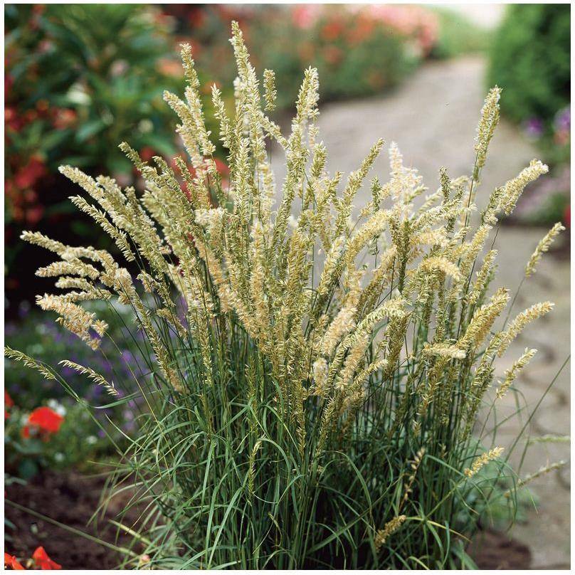 Melica ciliata - Image 1