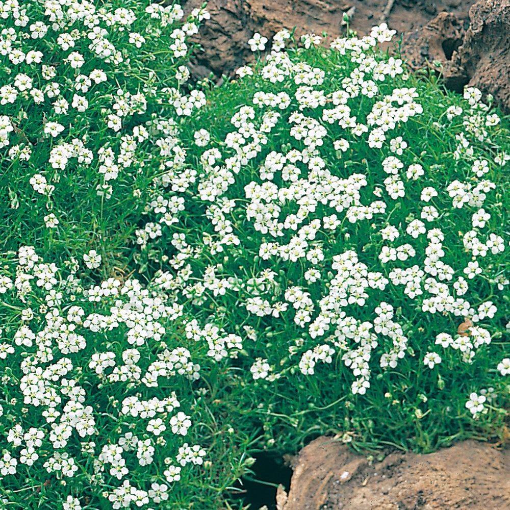 Sagina subulata